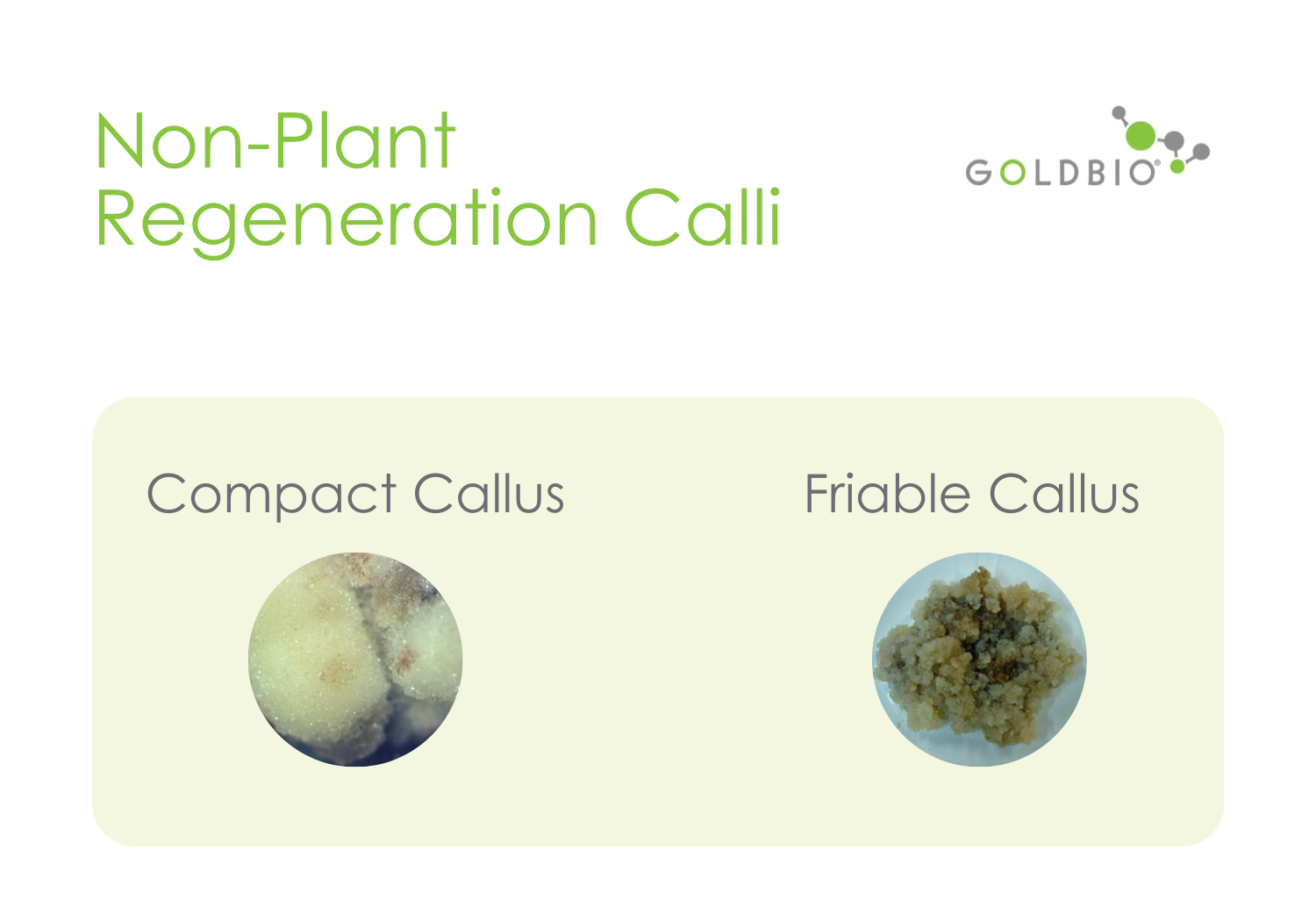 All About Plant Cell Suspension Cultures What Is It and How to